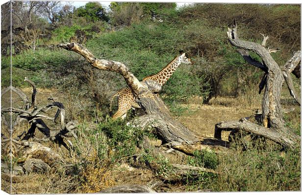 JST2699 Masai Giraffe Canvas Print by Jim Tampin