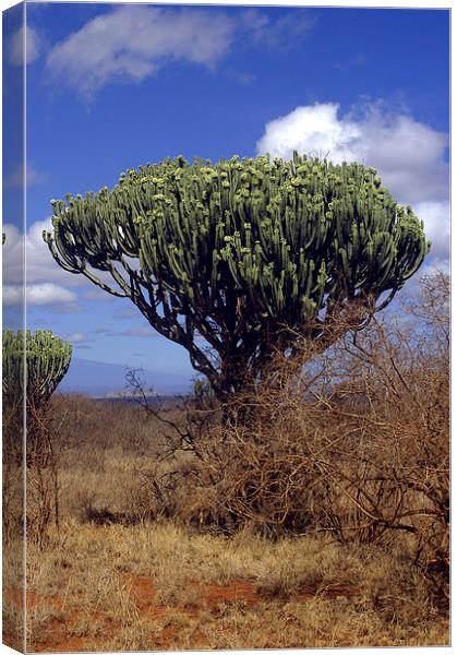 JST2704 Candelabra Tree Canvas Print by Jim Tampin