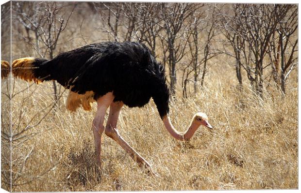 JST2707 Male Ostrich, Tsavo West Canvas Print by Jim Tampin