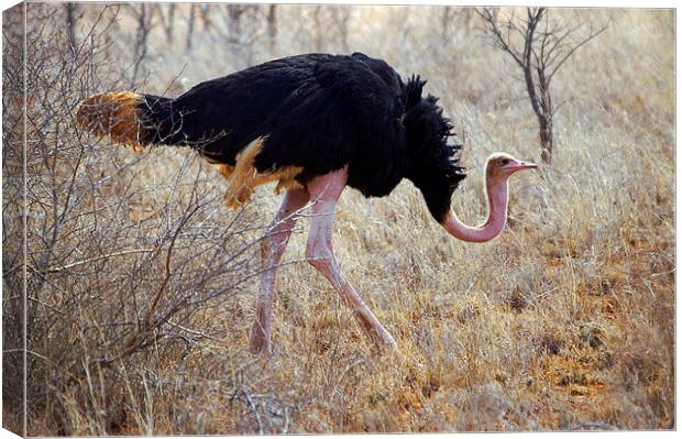 JST2708 Male Ostrich Canvas Print by Jim Tampin