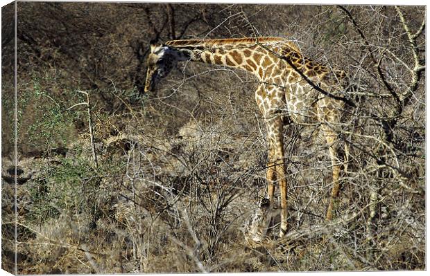 JST2719 Masai Giraffe Canvas Print by Jim Tampin