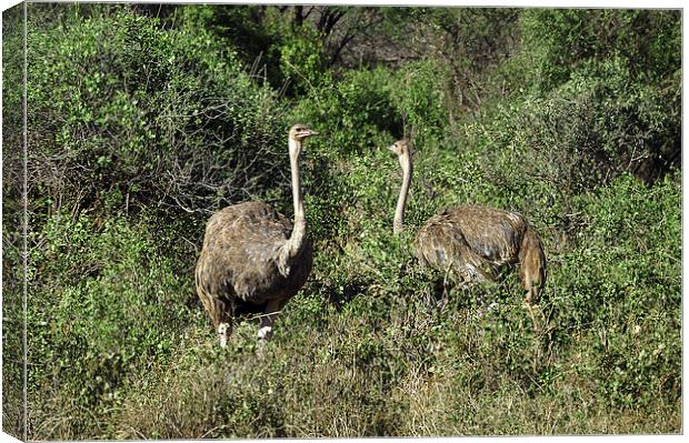 JST2720 A pair of female Ostrich Canvas Print by Jim Tampin