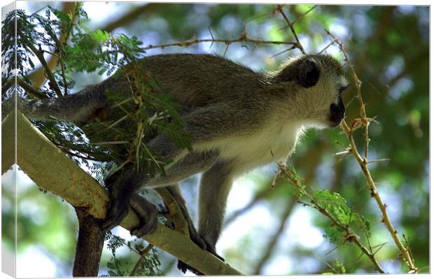 JST2721 Black faced Vervet Monkey Canvas Print by Jim Tampin