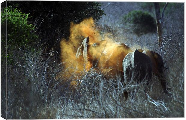 JST2725 Elephant takes a dust bath Canvas Print by Jim Tampin
