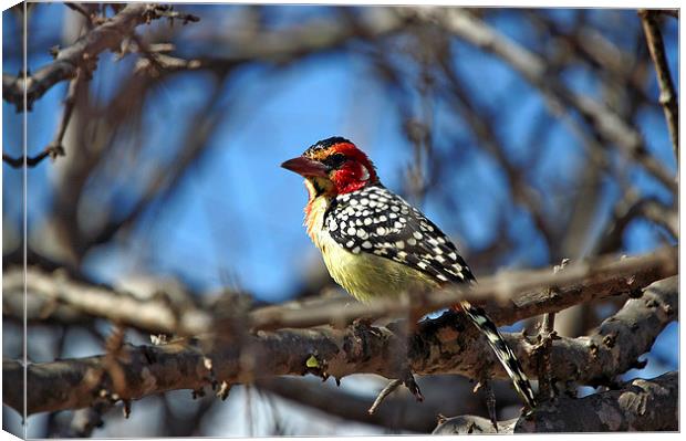 JST2728 Red and Yellow Barbet Canvas Print by Jim Tampin