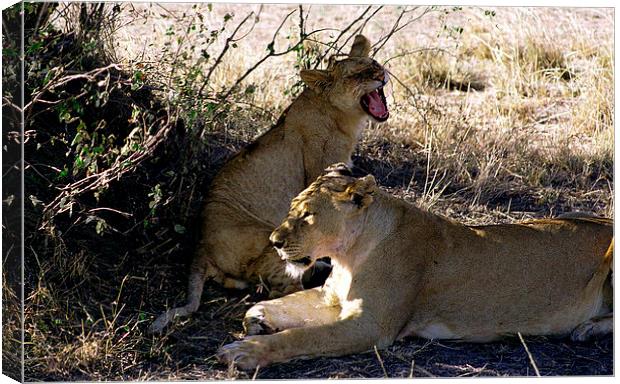JST2762 lioness and her cub Canvas Print by Jim Tampin