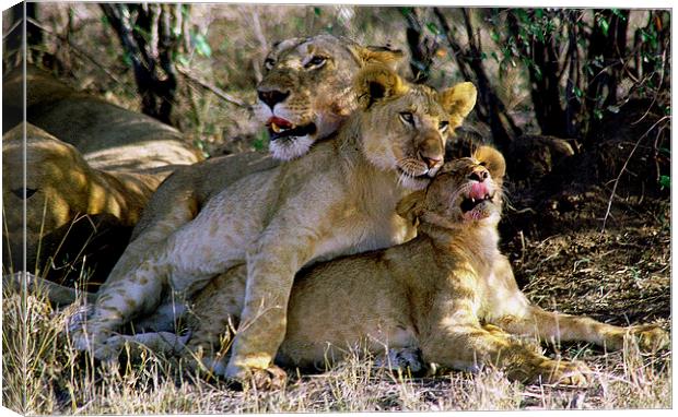 JST2764 Lioness with cubs Canvas Print by Jim Tampin