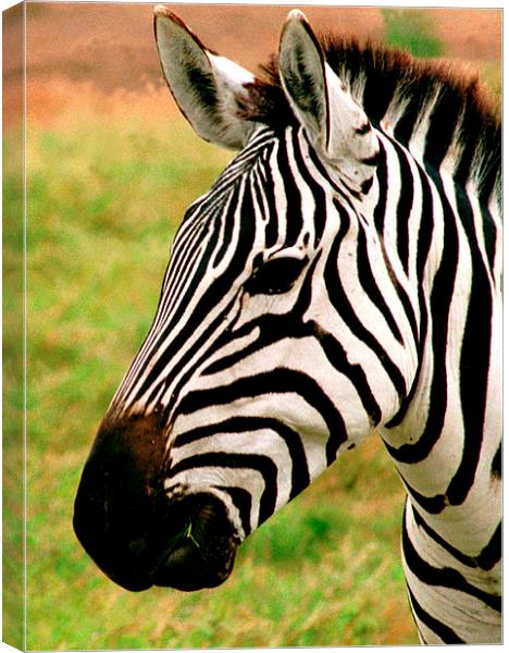 JST2768 Zebra head Canvas Print by Jim Tampin