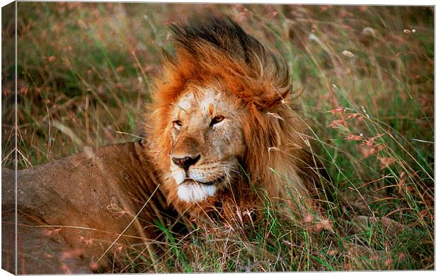 JST2774 Male Lion, Masai Mara Canvas Print by Jim Tampin