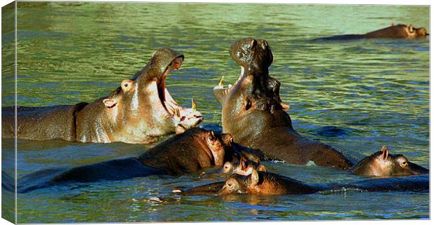JST2779 Hippo power wow Canvas Print by Jim Tampin