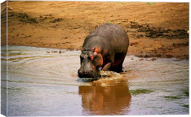 JST2818 Hippo returns to River Mara Canvas Print by Jim Tampin