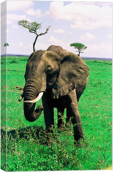 JST2816 female elephant, Masai Mara Canvas Print by Jim Tampin