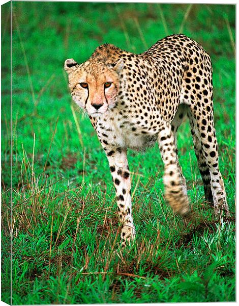 JST2810 Early morning cheetah Canvas Print by Jim Tampin
