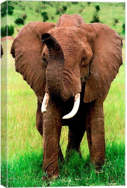 JST2803 African elephant Canvas Print by Jim Tampin