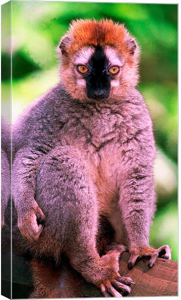 JST2802 Red-fronted Lemur Canvas Print by Jim Tampin