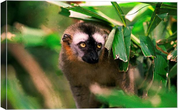 JST2797 Red-fronted Lemur Canvas Print by Jim Tampin