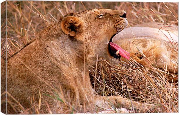 JST2794 young male lion Canvas Print by Jim Tampin