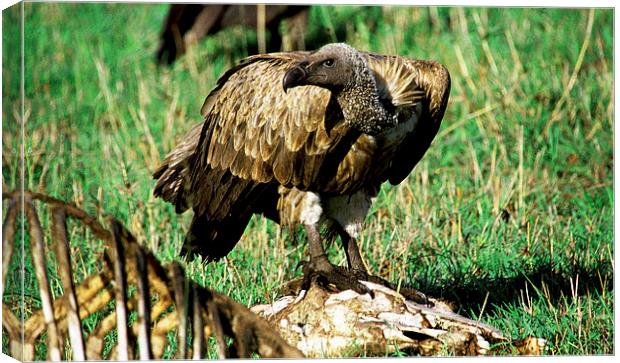 JST2860 White Backed Vulture Canvas Print by Jim Tampin