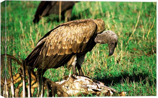 JST2859 White Backed Vulture Canvas Print by Jim Tampin