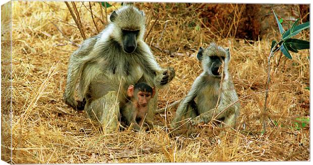 JST2848 Yellow Baboons Canvas Print by Jim Tampin
