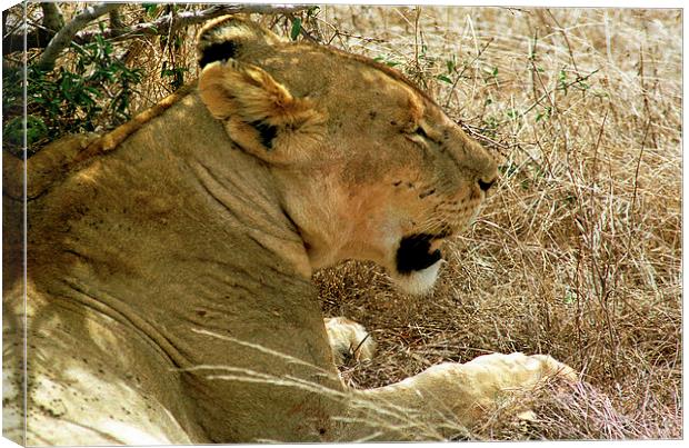 JST2847 Lioness, Tsavo West Canvas Print by Jim Tampin