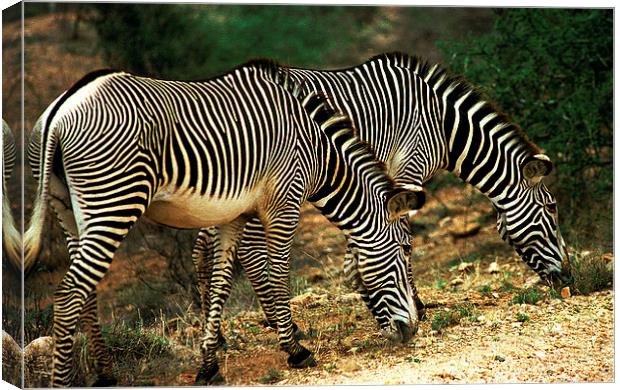 JST2845 Grevys Zebras Canvas Print by Jim Tampin