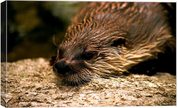 JST2828 Asian Otter Canvas Print by Jim Tampin