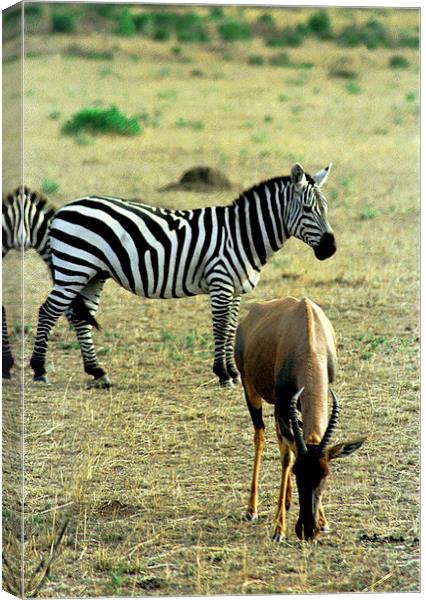JST2903 Hartebeest and Zebra Canvas Print by Jim Tampin