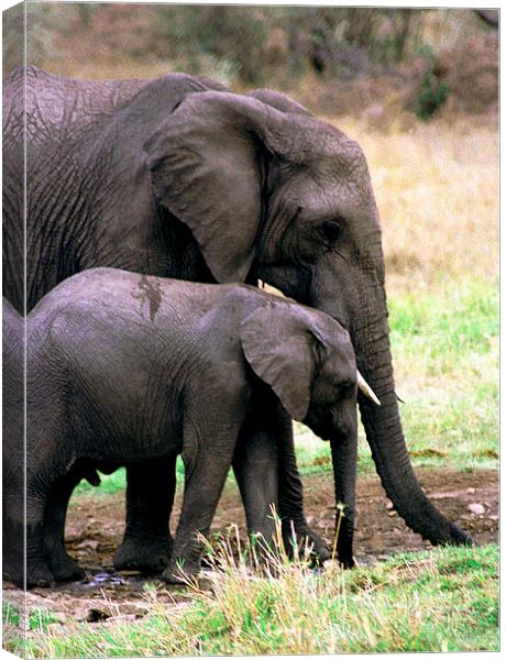 JST2896 Elephant with calf Canvas Print by Jim Tampin