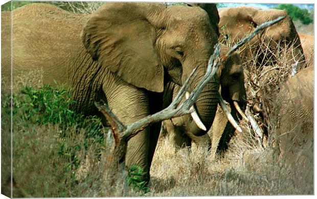 JST2890 Elephants feeding Canvas Print by Jim Tampin