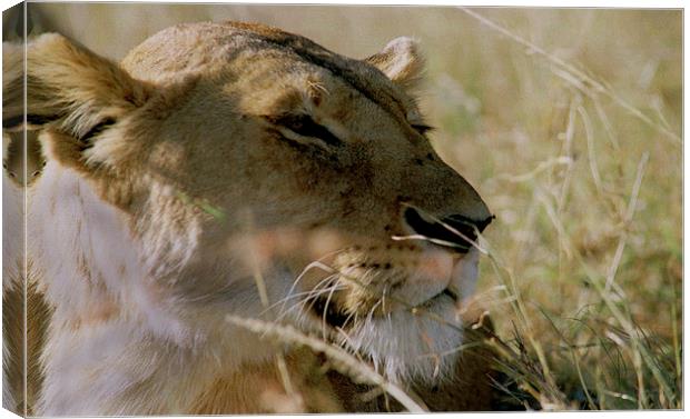 JST2937 African lioness Canvas Print by Jim Tampin