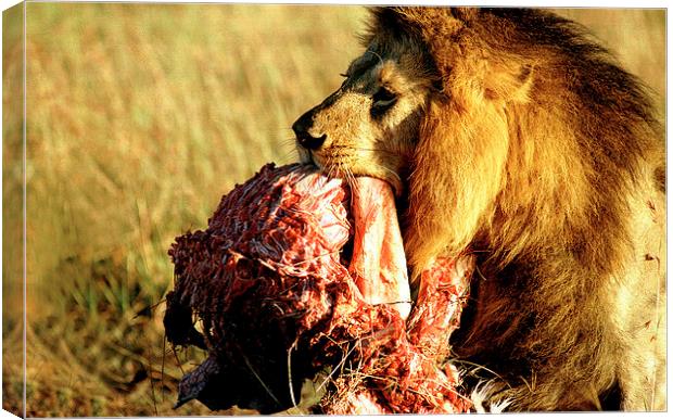 JST2934 Male lion with dinner Canvas Print by Jim Tampin