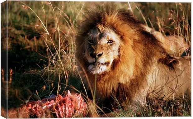 JST2933 Male Lion feeding Canvas Print by Jim Tampin