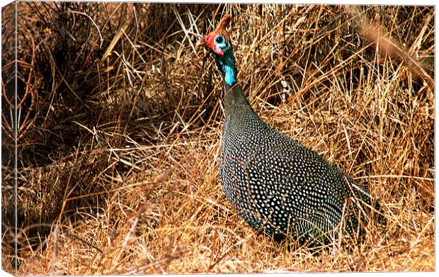 JST2919 Helmeted Guineafowl Canvas Print by Jim Tampin
