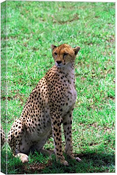 JST2905 Female cheetah Canvas Print by Jim Tampin