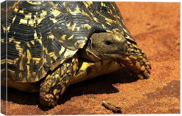 JST3041 Leopard Tortoise Canvas Print by Jim Tampin