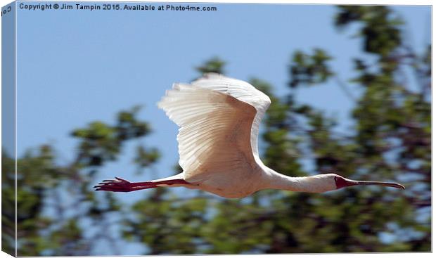 JST3147 African Spoonbill 3 Canvas Print by Jim Tampin