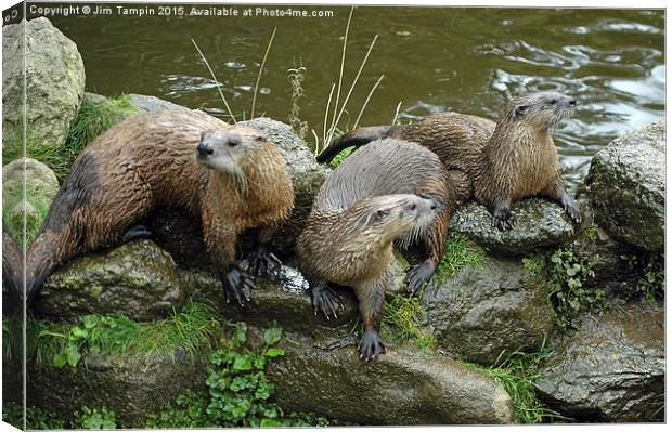 JST3155 Otters 2 Canvas Print by Jim Tampin
