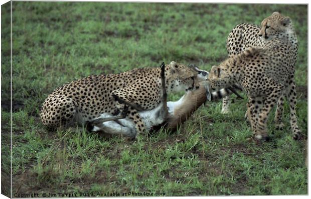 Cheetah kill, Masai Mara. Canvas Print by Jim Tampin
