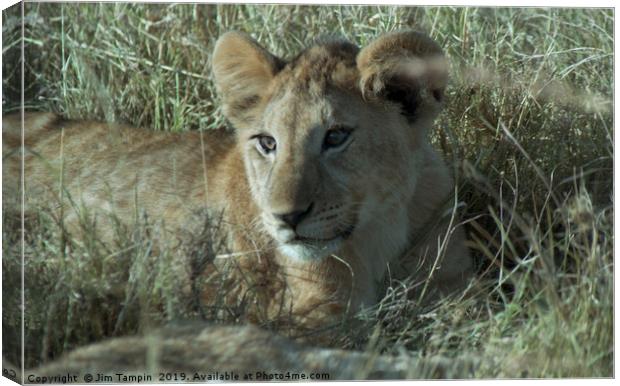 Lion cub, Masai Mara. Canvas Print by Jim Tampin