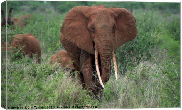 Elephant with young Canvas Print by Jim Tampin