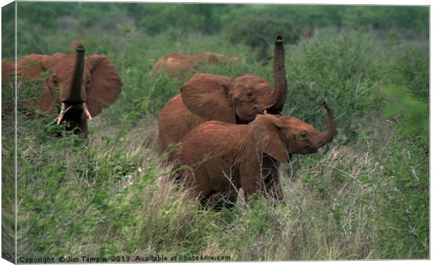 Elephants sense danger Canvas Print by Jim Tampin