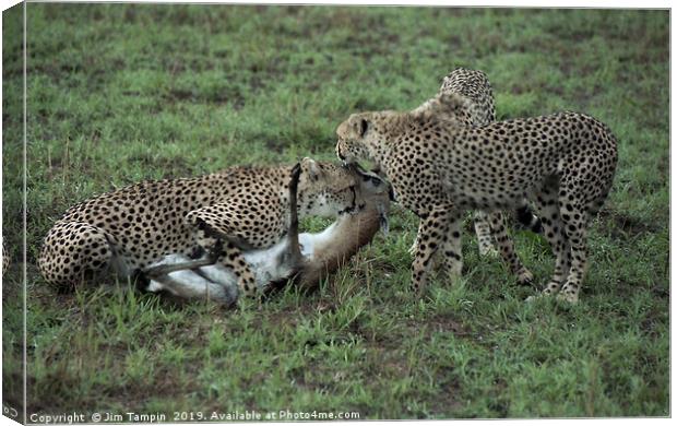 JST126. Cheetah Kill Canvas Print by Jim Tampin