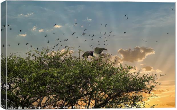 JST149 Martial Eagle Canvas Print by Jim Tampin