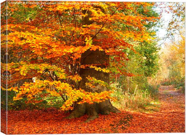 Beech Woodland in Autumn Canvas Print by Elizabeth Debenham