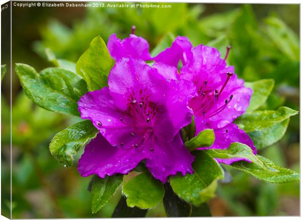 Purple Azalea after Rain Canvas Print by Elizabeth Debenham