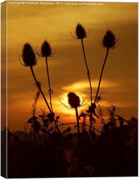 Teasel Sunset Canvas Print by Elizabeth Debenham