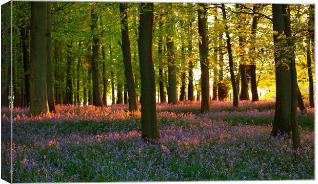 Bluebells at Sunset, Hertfordshire. Canvas Print by Elizabeth Debenham