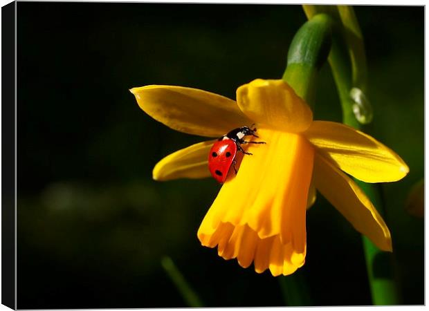 Ladybird on Daffodil in Sunshine Canvas Print by Elizabeth Debenham