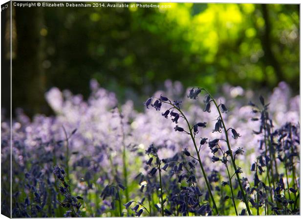  Bluebells and green beech leaves, Hertfordshire. Canvas Print by Elizabeth Debenham